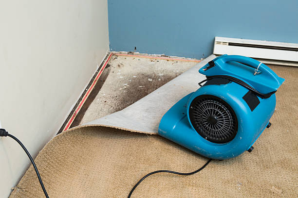 Best Basement water damage restoration  in Bonifay, FL